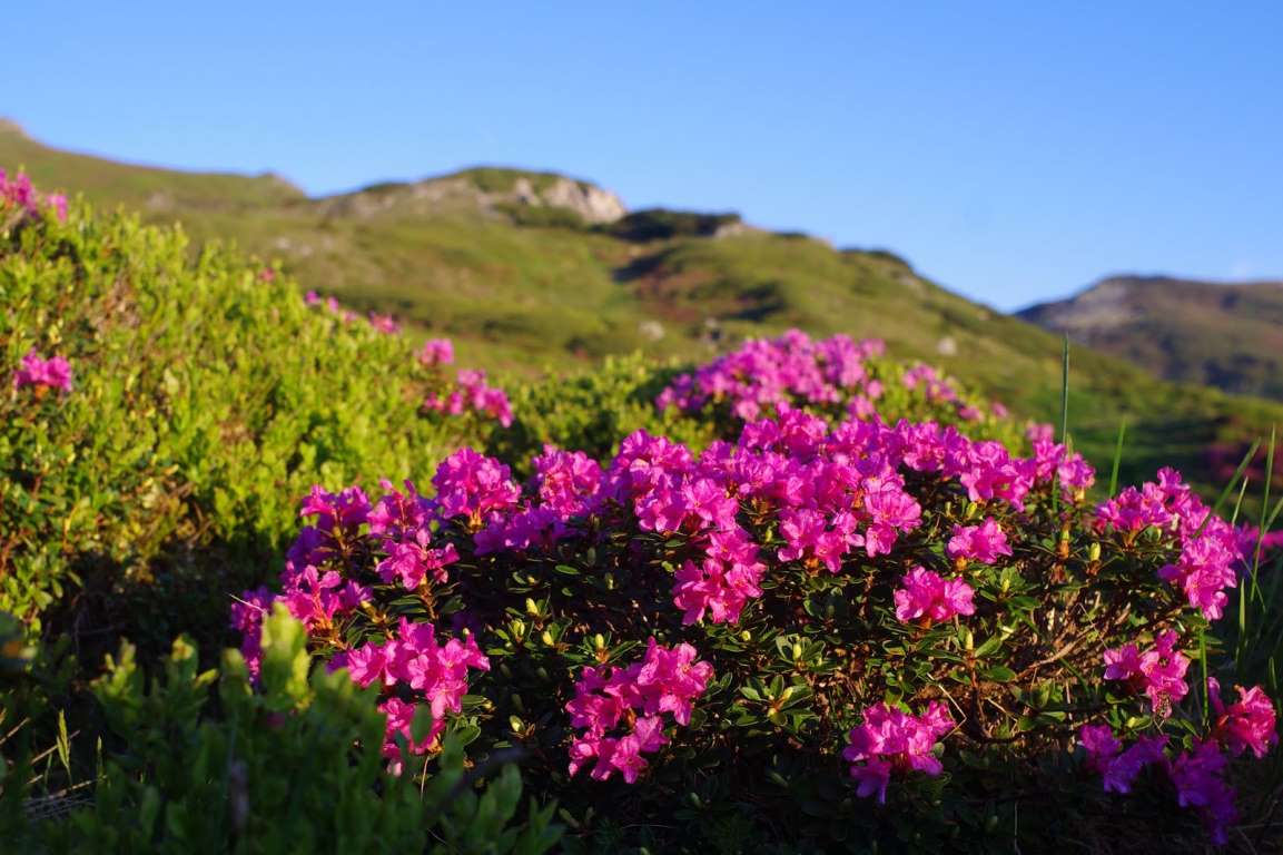 Rododendronul sau bujorul, numele său popular, este adesea întâlnit pe poienile alpine