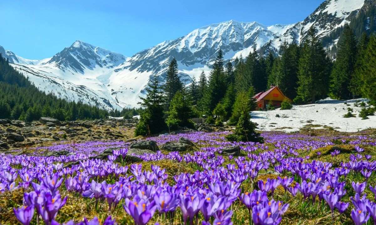 The most popular route to Moldoveanu Peak is the one through Sâmbetei Valley that passes by the cabin of the same name. The plateau next to the cottage has become a place of pilgrimage every spring thanks to the meadow saffrons that complete the view towards the ridge of Făgăraşi