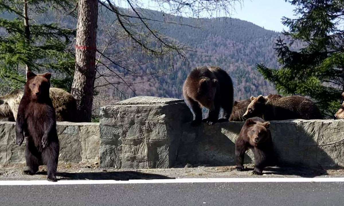 Black bears on the Transfagarasan Highway