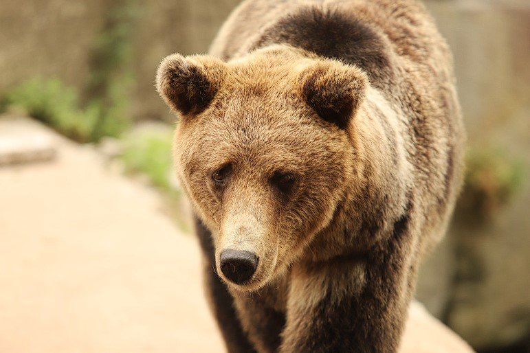 Ursul brun popula întreaga Europă, însă azi a dispărut din majoritatea regiunilor. Câteva din cauzele dispariției: creșterea populației umane, fragmentarea habitatelor, dezvoltarea agriculturii, vânătoarea excesivă.