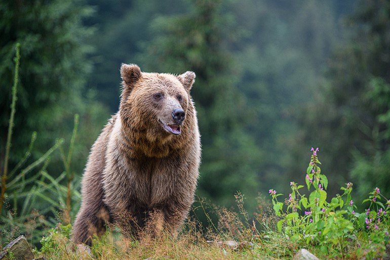 Ursul brun (Ursus arctos) este cel mai mare reprezentant al prădătorilor europeni. 